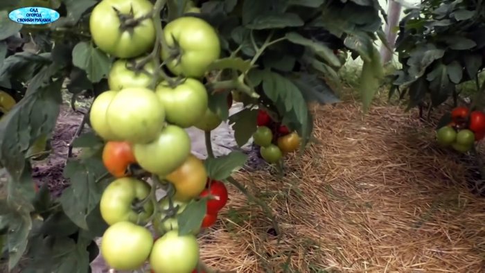 Хотите следующий летом получить небывалый урожай Тогда сделайте так