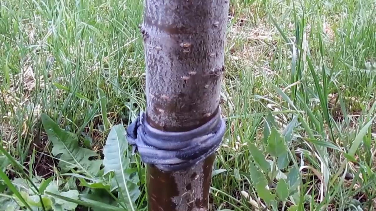 Копеечный способ борьбы с муравьями и тлей на деревьях