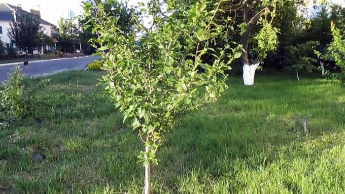 Копеечный способ борьбы с муравьями и тлей на деревьях