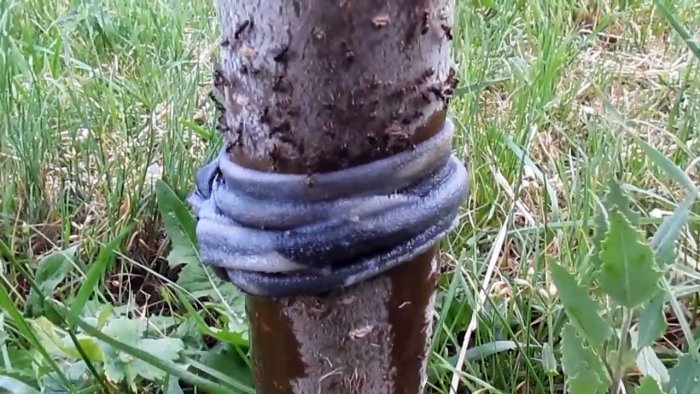 Копеечный способ борьбы с муравьями и тлей на деревьях