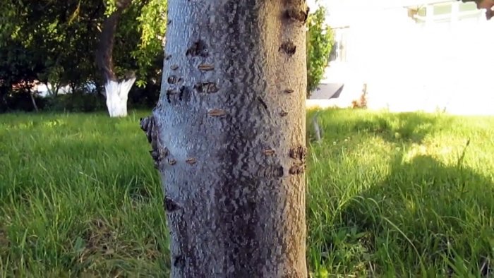 Копеечный способ борьбы с муравьями и тлей на деревьях