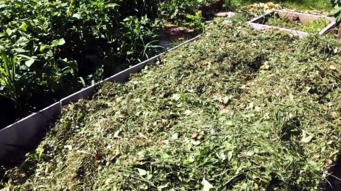 Выращиваю чеснок с кулак делюсь секретом