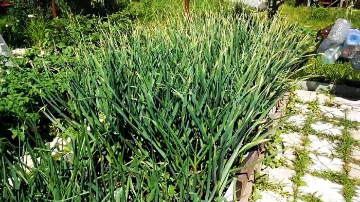 Выращиваю чеснок с кулак делюсь секретом