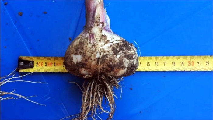 Выращиваю чеснок с кулак делюсь секретом