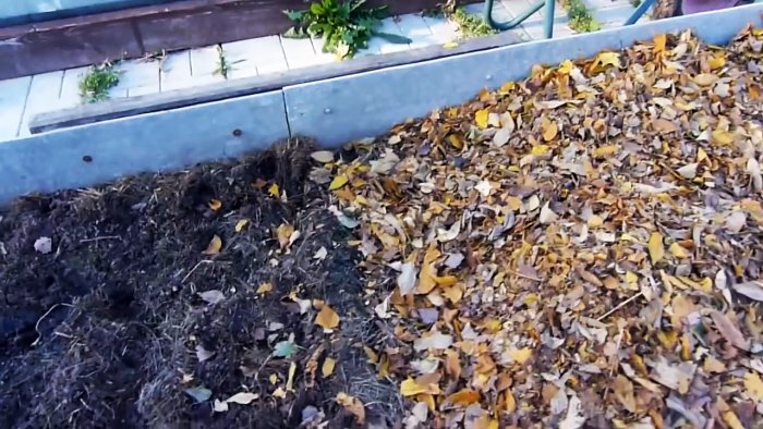 Выращиваю чеснок с кулак делюсь секретом