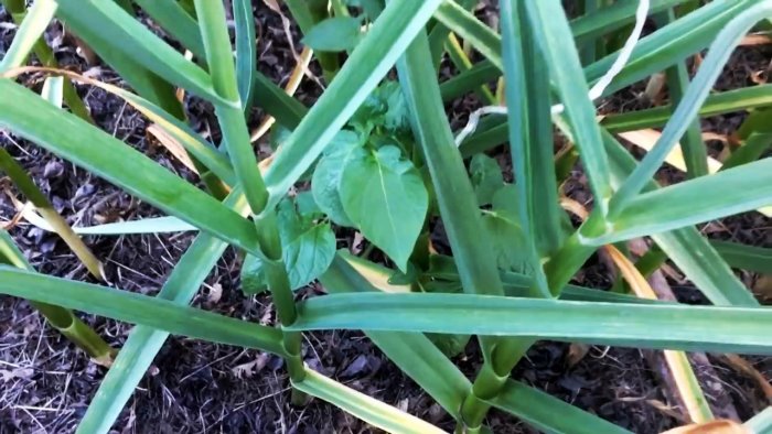 Выращиваю чеснок с кулак делюсь секретом