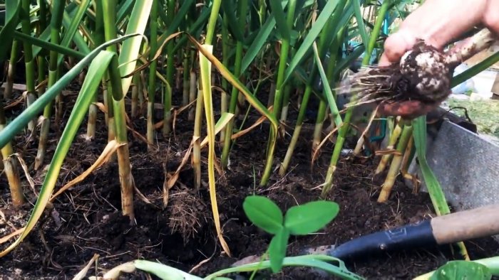 Выращиваю чеснок с кулак делюсь секретом