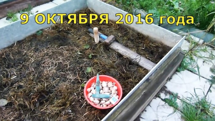 Выращиваю чеснок с кулак делюсь секретом