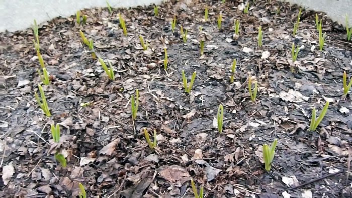 Выращиваю чеснок с кулак делюсь секретом