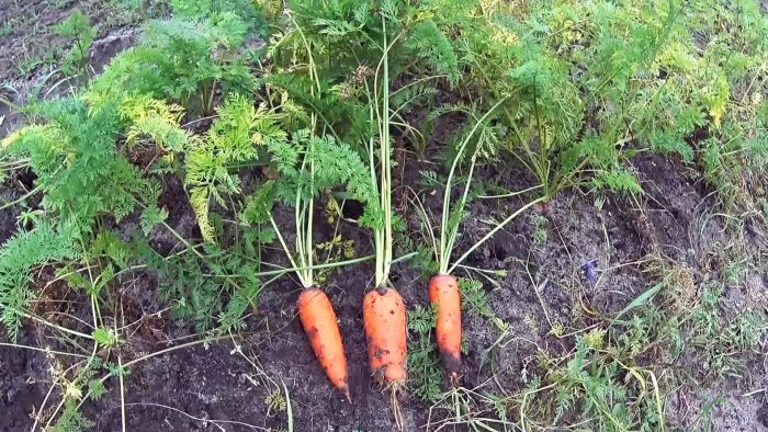 Как правильно хранить морковь и свеклу в холодильнике
