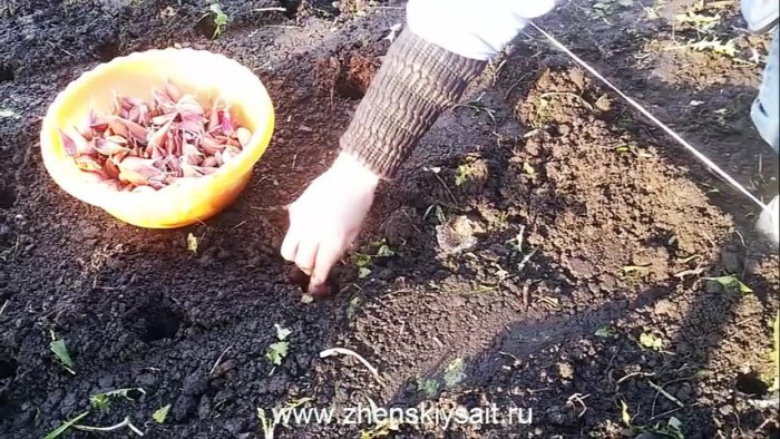 Как и когда сажать чеснок в зиму для большого урожая