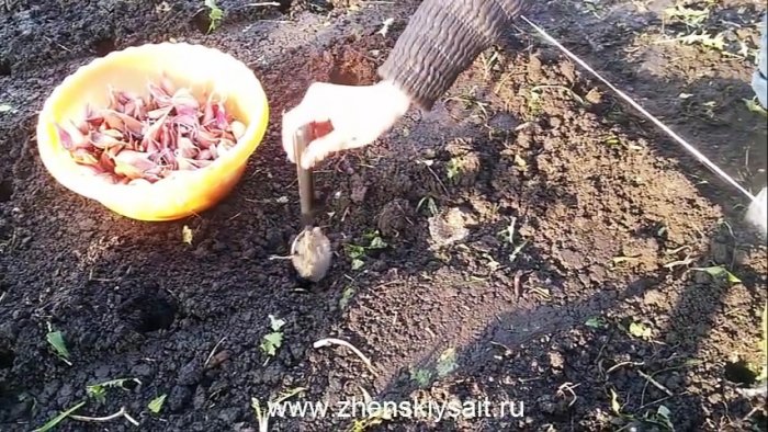 Как и когда сажать чеснок в зиму для большого урожая