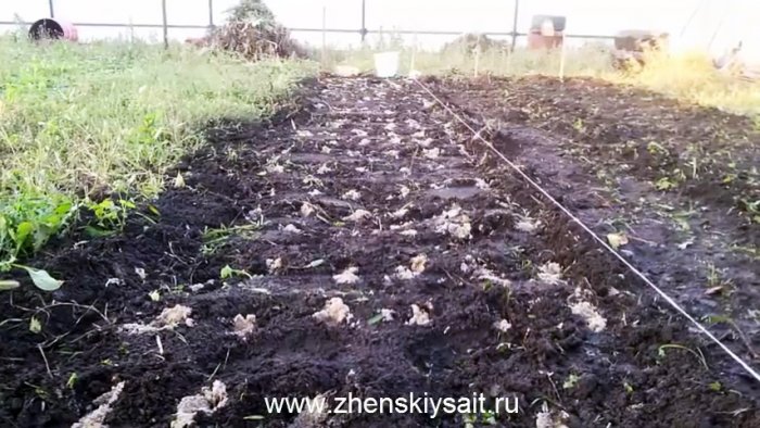 Как и когда сажать чеснок в зиму для большого урожая