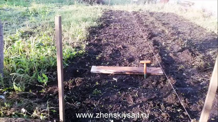 Как и когда сажать чеснок в зиму для большого урожая