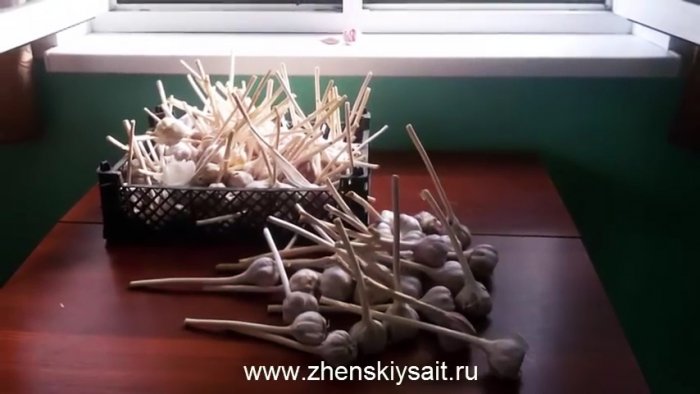 Как и когда сажать чеснок в зиму для большого урожая