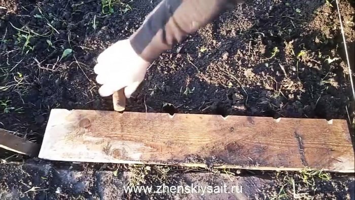 Как и когда сажать чеснок в зиму для большого урожая