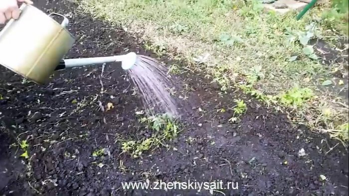 Как и когда сажать чеснок в зиму для большого урожая