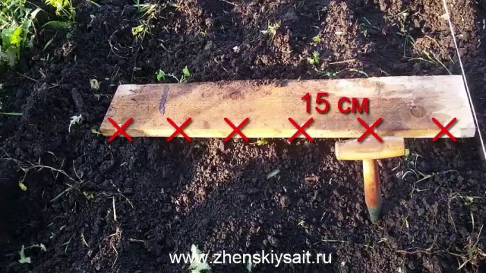 Как и когда сажать чеснок в зиму для большого урожая