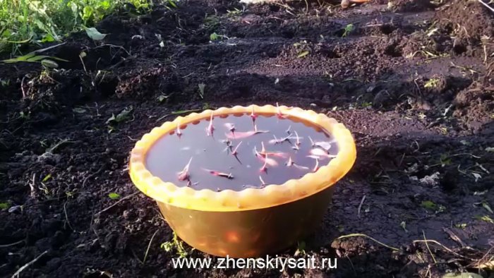 Как и когда сажать чеснок в зиму для большого урожая