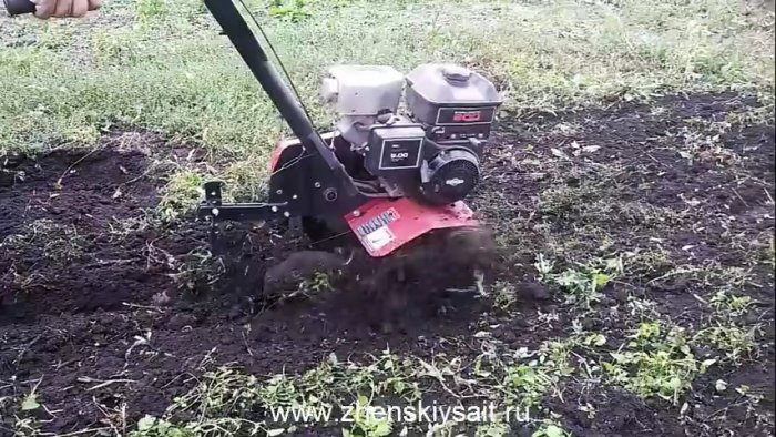 Как и когда сажать чеснок в зиму для большого урожая