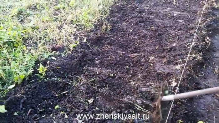 Как и когда сажать чеснок в зиму для большого урожая