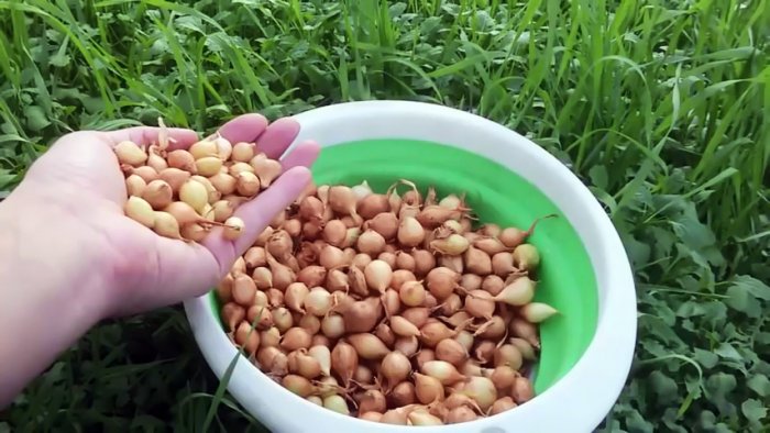 Как сажать лук под зиму чтобы получить рекордный урожай