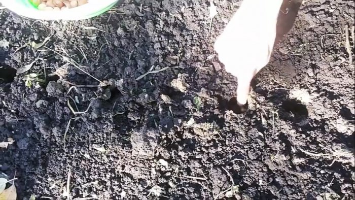 Как сажать лук под зиму чтобы получить рекордный урожай