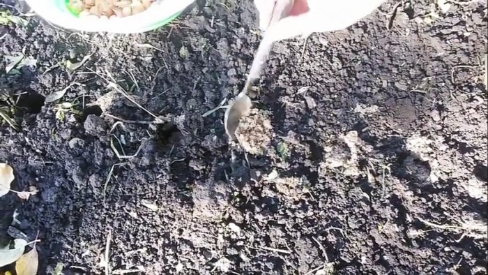 Как сажать лук под зиму чтобы получить рекордный урожай