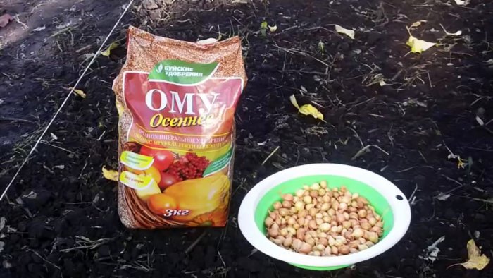 Как сажать лук под зиму чтобы получить рекордный урожай