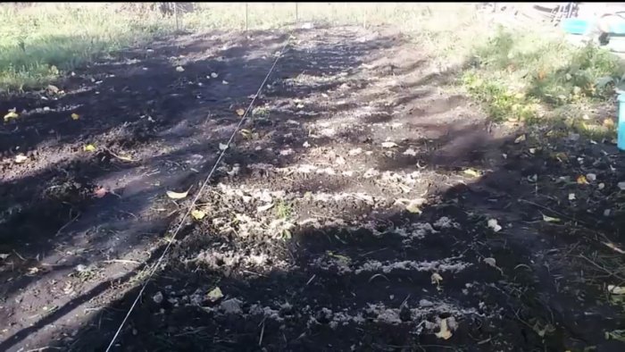 Как сажать лук под зиму чтобы получить рекордный урожай