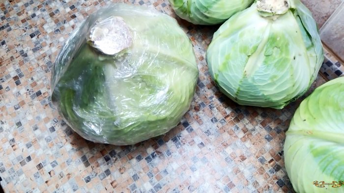 100 способ сохранить капусту до следующего урожая в погребе подвале на чердаке или балконе