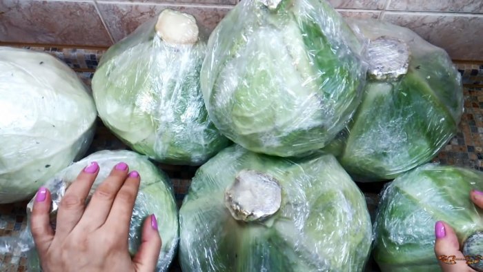 100 способ сохранить капусту до следующего урожая в погребе подвале на чердаке или балконе
