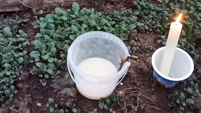 Как черенковать розы большими партиями осенью Способ для ленивых