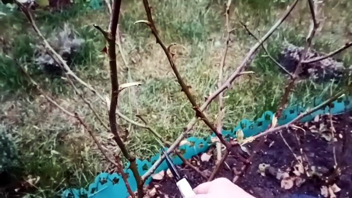 Как черенковать розы большими партиями осенью Способ для ленивых