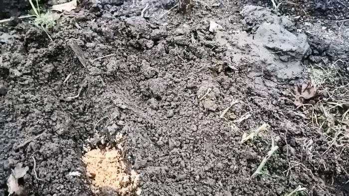 Как черенковать розы большими партиями осенью Способ для ленивых