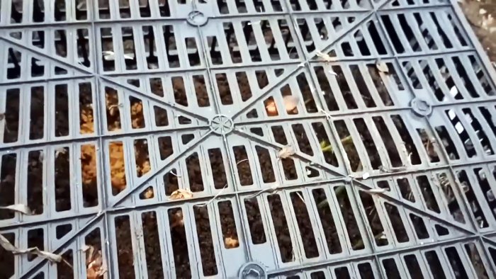 Как черенковать розы большими партиями осенью Способ для ленивых