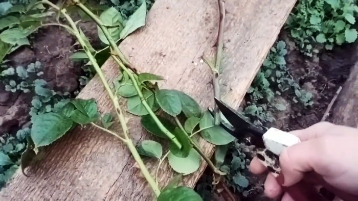 Как черенковать розы большими партиями осенью Способ для ленивых