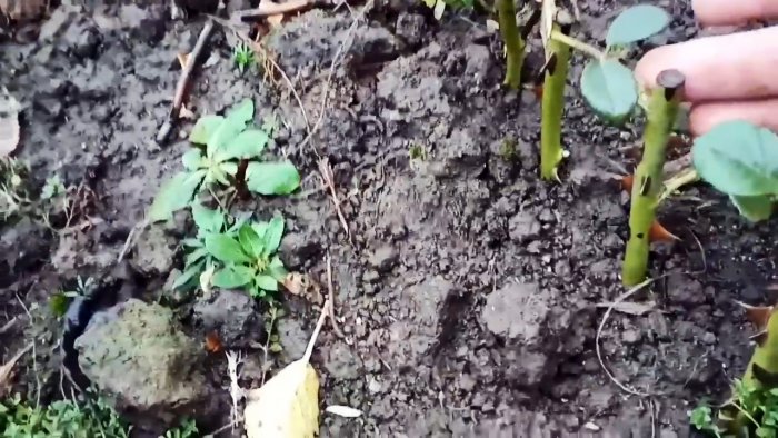 Как черенковать розы большими партиями осенью Способ для ленивых