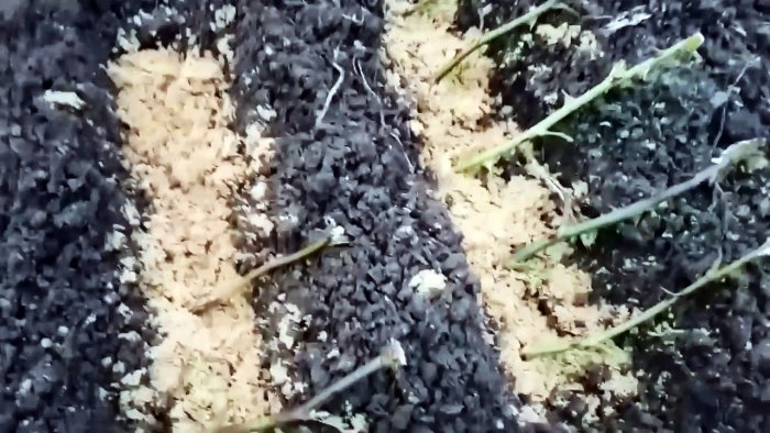 Как черенковать розы большими партиями осенью Способ для ленивых