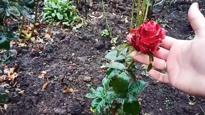 Как черенковать розы большими партиями осенью Способ для ленивых