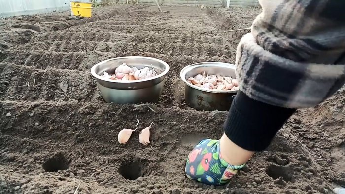 Все хитрости и тонкости посадки чеснока под зиму от А до Я