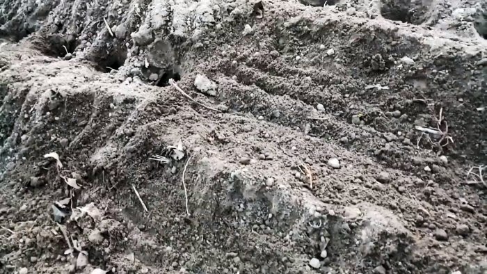 Все хитрости и тонкости посадки чеснока под зиму от А до Я