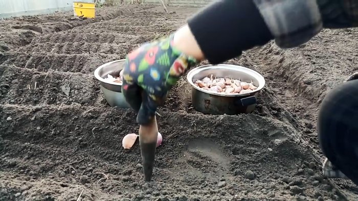 Все хитрости и тонкости посадки чеснока под зиму от А до Я