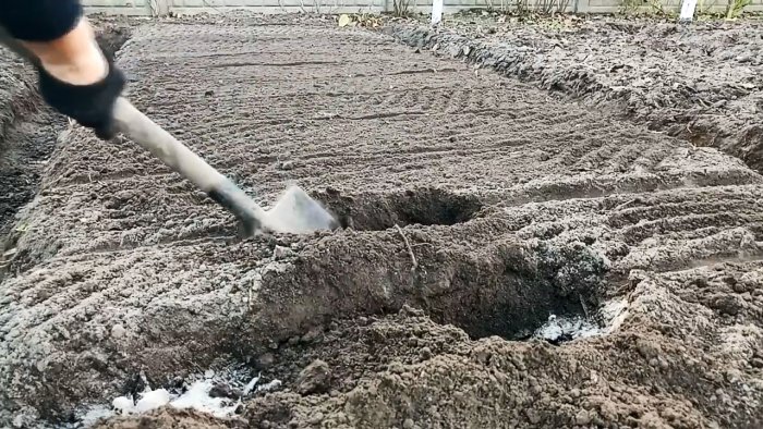 Все хитрости и тонкости посадки чеснока под зиму от А до Я