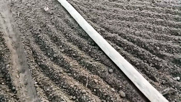 Все хитрости и тонкости посадки чеснока под зиму от А до Я