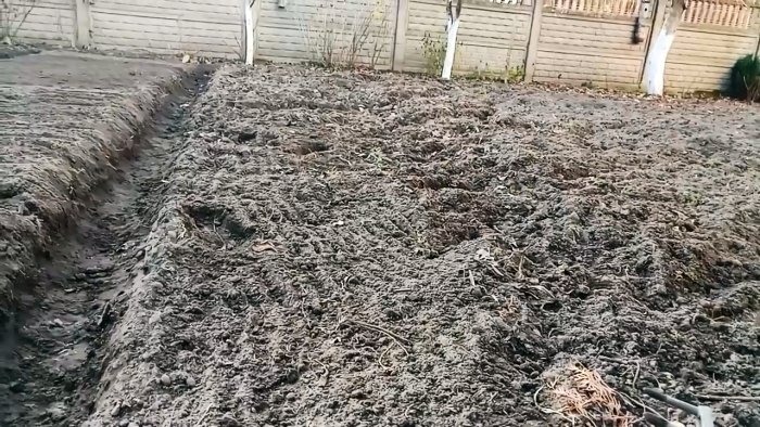 Все хитрости и тонкости посадки чеснока под зиму от А до Я