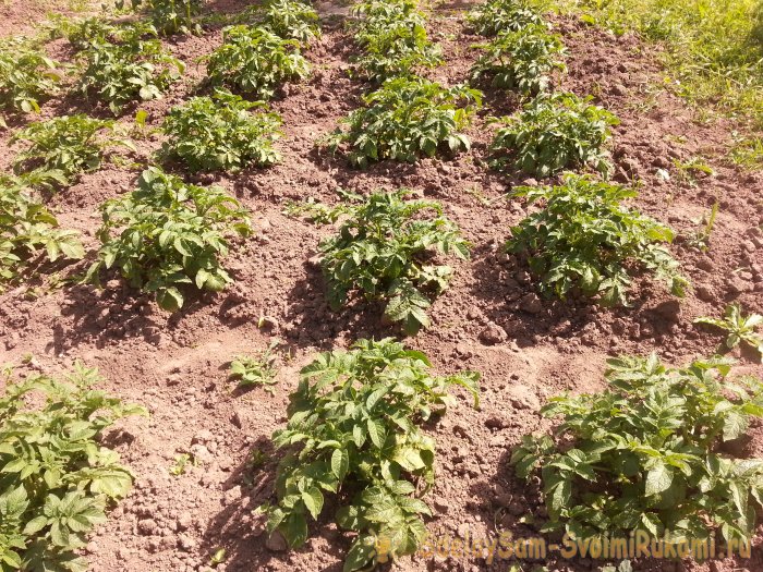 Как получить ранний урожай картофеля