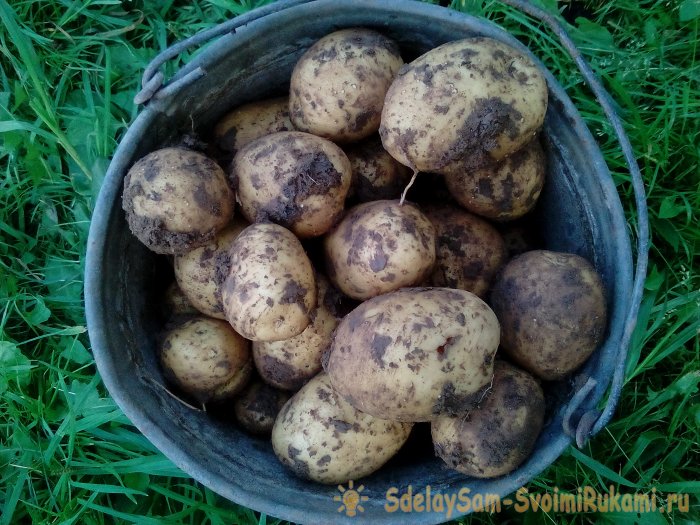 Как получить ранний урожай картофеля