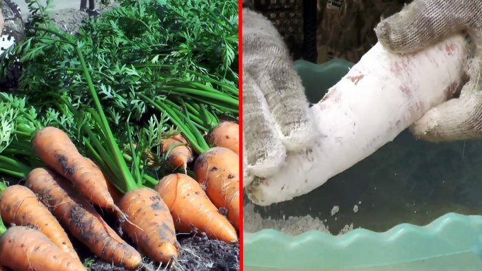 Как без погреба сохранить морковь и свеклу сочными