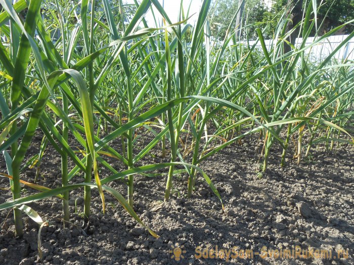 Сроки посадки чеснока под зиму